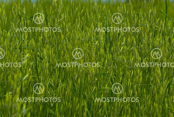 Hafer (Avena) - Oats