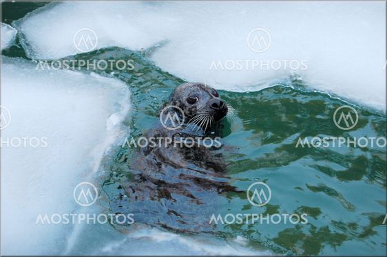 Seal