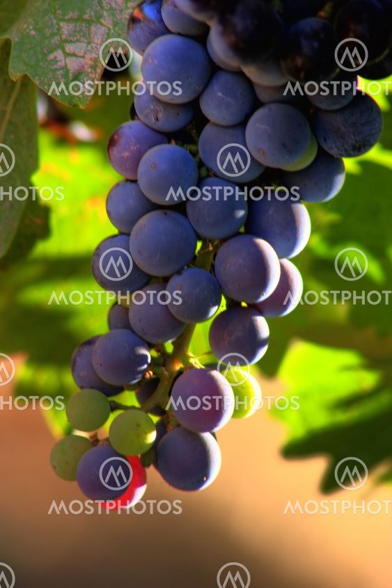 In Vino Veritas