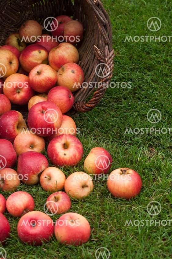 organic red apple falling from wooden basket