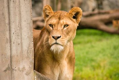 Ett lejon runt hörnet