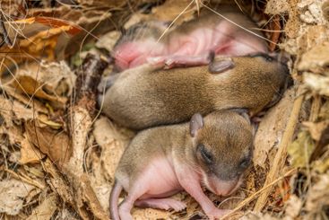 Brood of newborn mice cuddling to each other