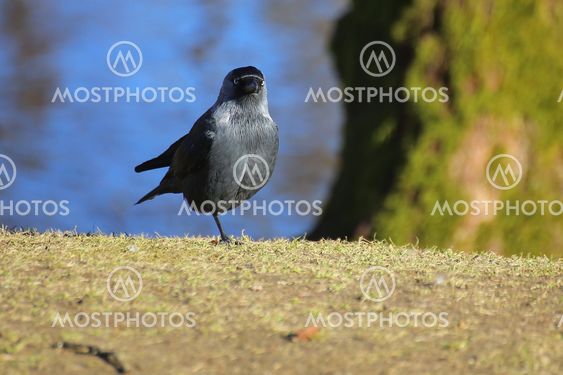 Western jackdaw (Corvus monedula) standing on single leg