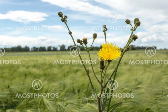 Maskros på sommaräng