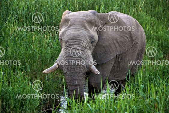 an elephant walking in the water at etosha national park namibia