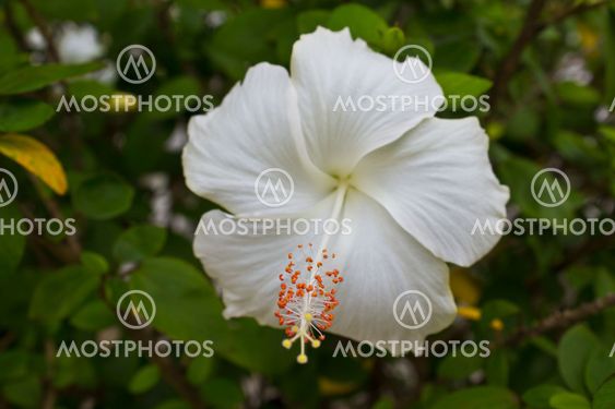 White Rose Mallow