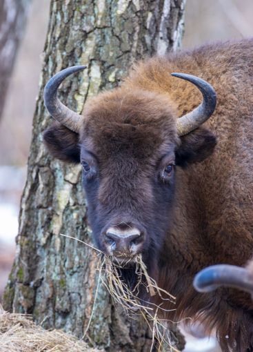 European Bison(Bison bonasus) female head