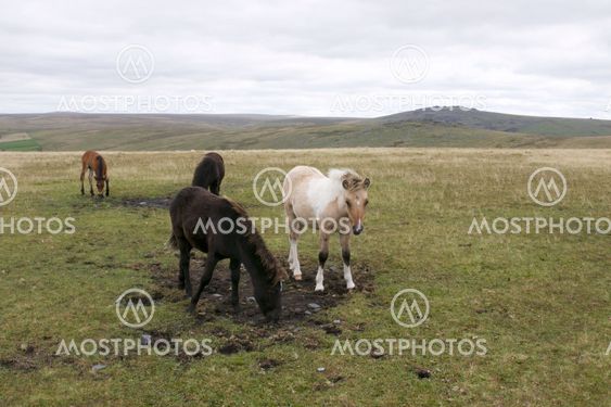 Foals on Dartmoor