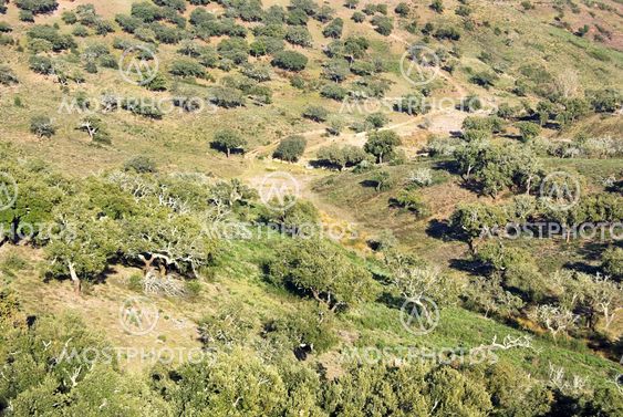 Mediterranic forest at Portugal.