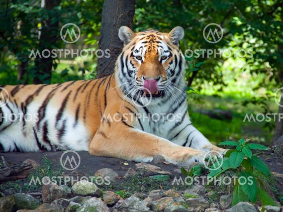 Amur tiger