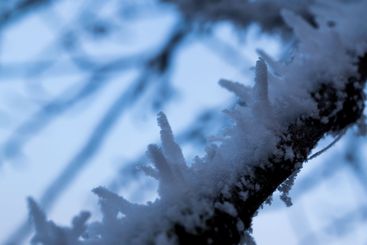 frost covered twigs of a tree on a winter day