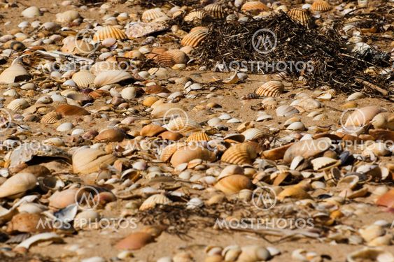 Seashells on the beach