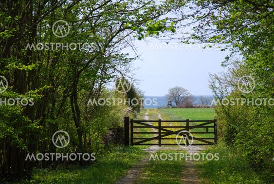 Old wooden gate in a spring green landscape