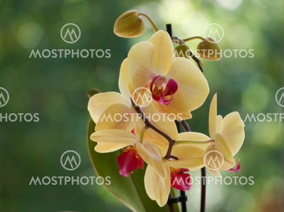yellow orchids