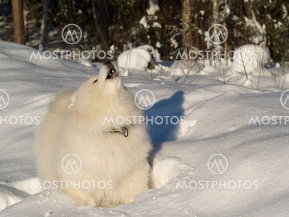 The scream from the wilderness