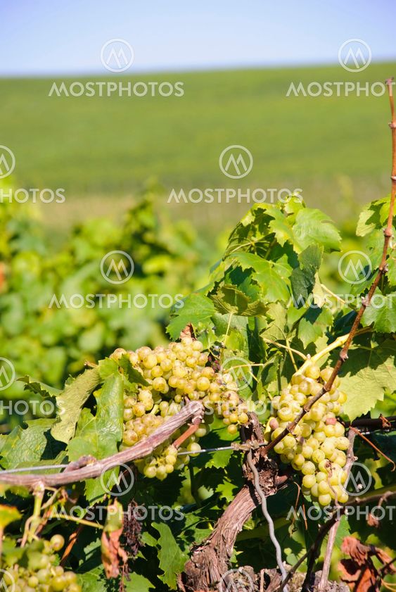 Grape in vineyards