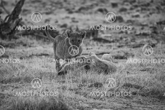young lion in black and white at etosha national park namibia