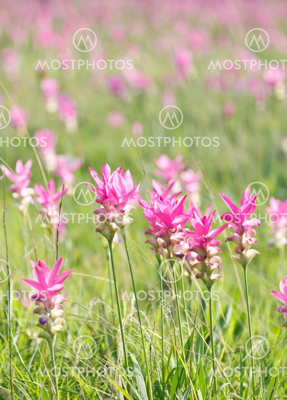 Pink field of Siam tulip