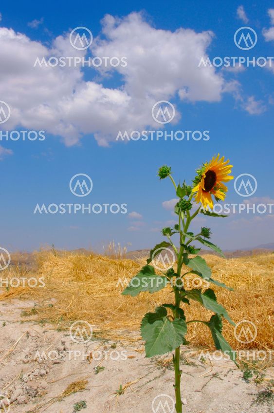 one sunflower against the straw of the farm