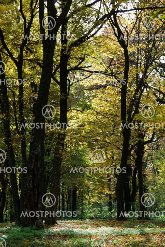 Autumn forest path
