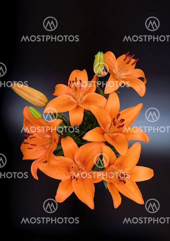 Lilium lancifolium, a bouquet of flowers in orange