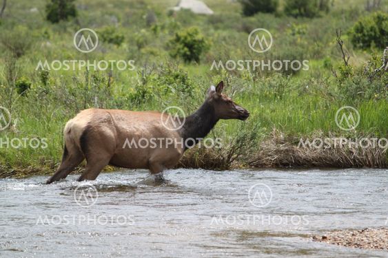 Female Elk in a Stream