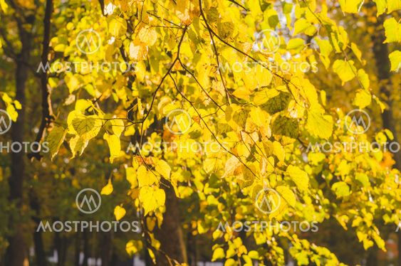 Linden branches with yellow autumn leaves sunny backlit