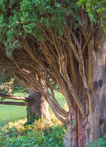 Leaves and cones of a Juniper tree evergreen