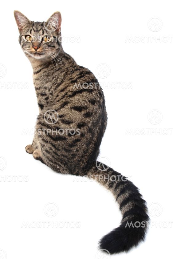 long tail cat