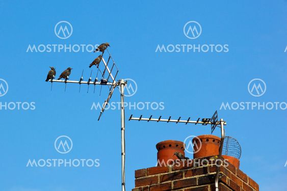 starlings on a chimney