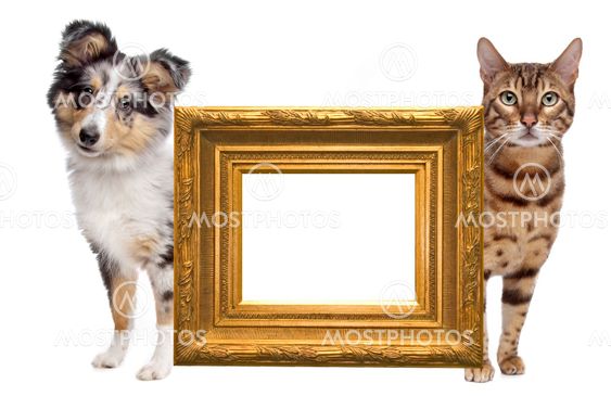Cat and dog side to side