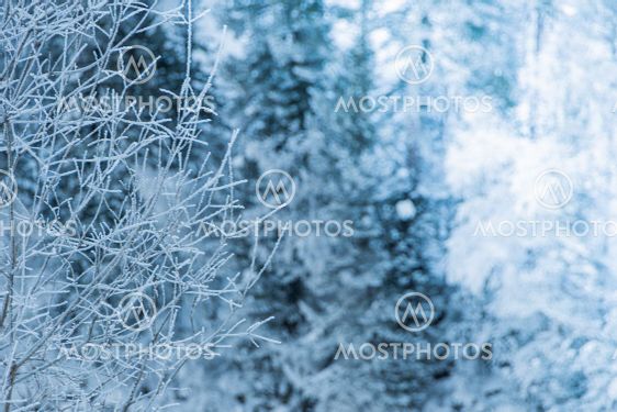 Snow trees on hillside. Fairy forest with frost on...