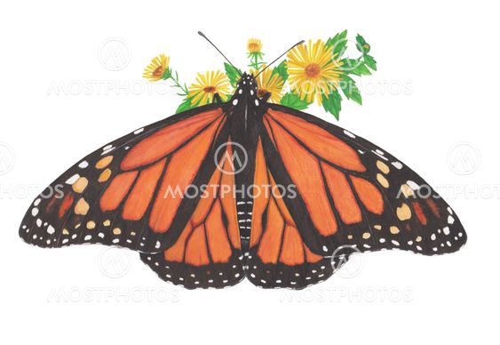 monarch