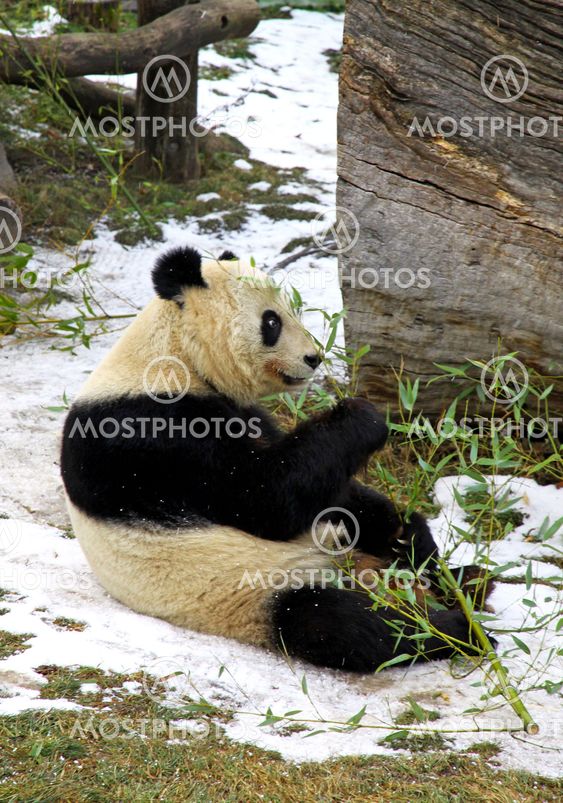 Giant panda bear