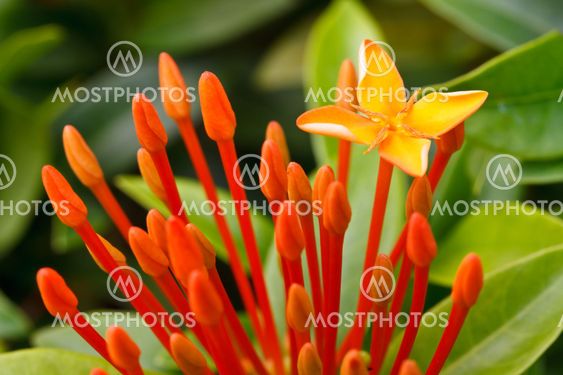 Close up bunch of red ixora flowers