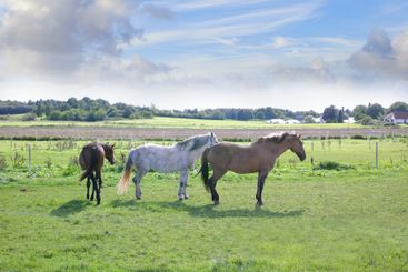 Countryside, group and horses at farm ranch for...