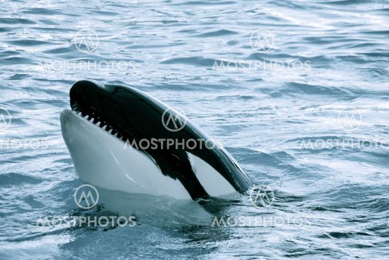 Killer whale