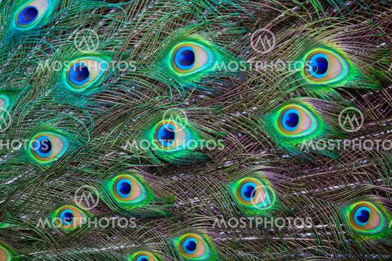 Beautiful peacock
