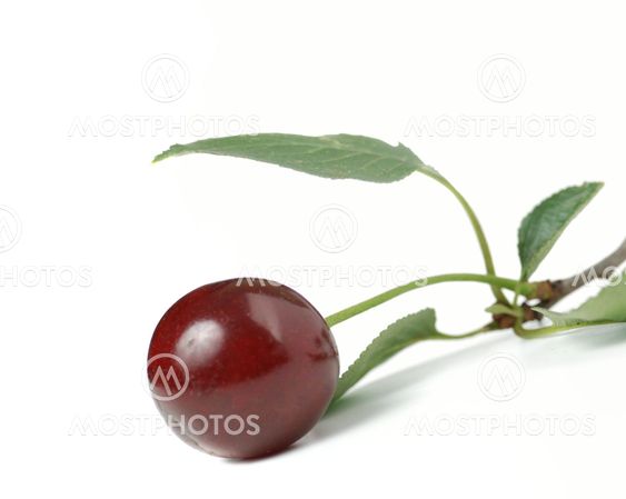 Cherry isolated