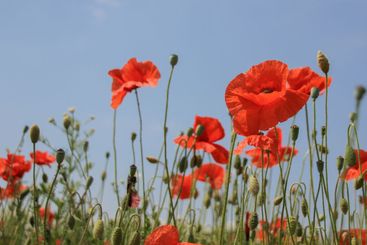 Blommande vallmo i Skåne i juni - Silvertid