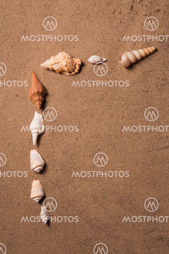 sea shells with sand as background