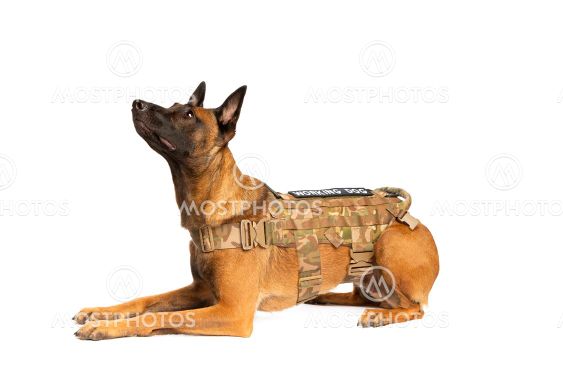 Belgian Malinois dog