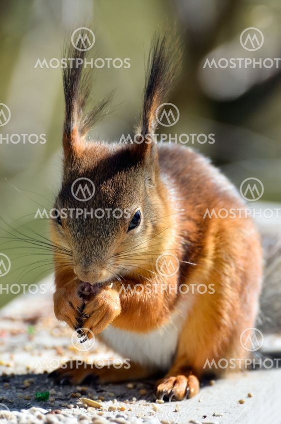 Hungrig ekorre - Hungry friend