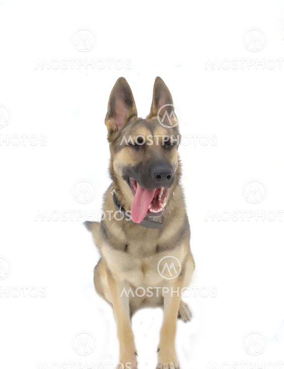 East-European Shepherd, 10 months old, on a white background