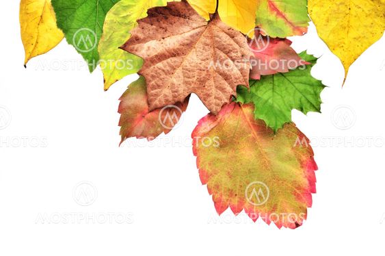 Colorful Autumn Leaves