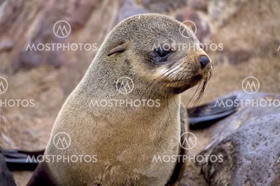 fur seal cube on the beach at cape cross seal reserve namibia africa
