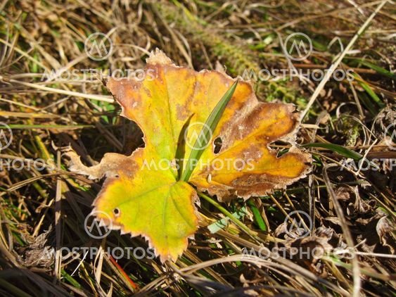 Old fallen leaf on the ground and new grass