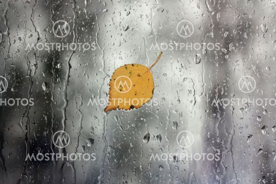 Rain on window with leaf