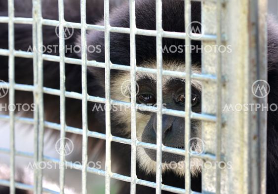 gibbon in cage