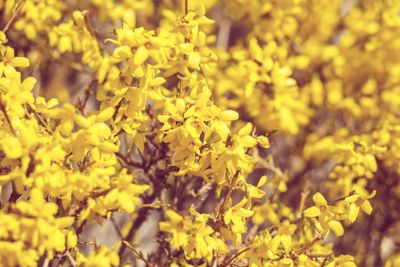 Yellow flower Forsythia